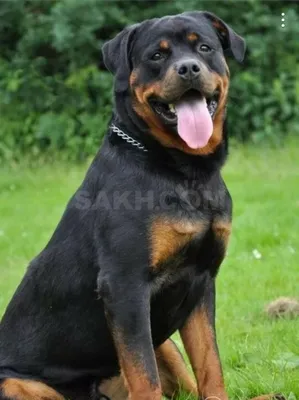 красивые сторожевые собаки защиты спокойствие домашних животных Стоковое  Фото - изображение насчитывающей человек, отечественно: 220585788
