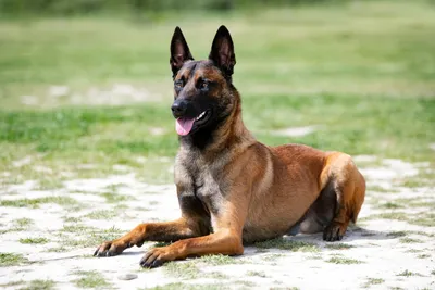Сторожевые породы собак для частного дома: список пород для охраны с  названиями, описанием, ценами и фотографиями