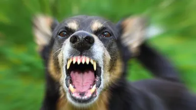 Сторожевые породы собак, которые будут верно защищать дом