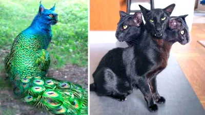18 котов в странных позах: их хозяева не могли не поделиться забавными  снимками в Сети