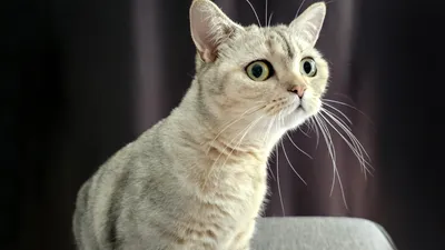 ТОП-5 необычных пород кошек: названия, описание характера и фото