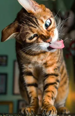 Странные коты Есении: кот бублик» — создано в Шедевруме