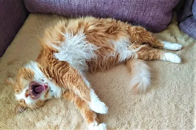 Как спят наши странные коты - ЯПлакалъ