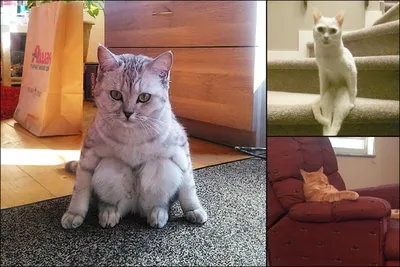 Очень странные: 10+ фото котов, которым плевать на нормальность. Часть 2
