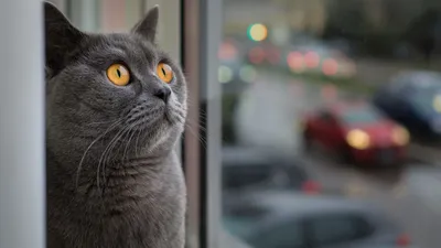 Коты - странные товарищи! 20+ кошачьих фото, которые поднимут настрой (30  фото) » Невседома