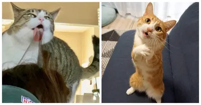 Почему Кошки Так Странно Себя Ведут? - YouTube