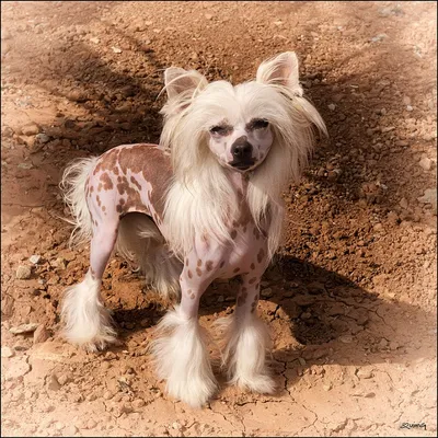 Китайская хохлатая: Самая некрасивая в мире порода собак. В этом виноват  «ген мертвеца» - ЯПлакалъ