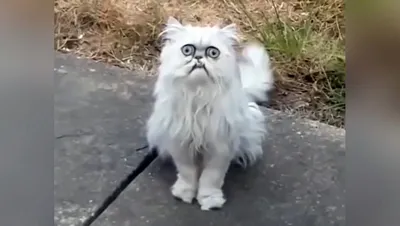 Страшный кот фото фотографии