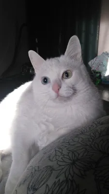 Страшный кот (Белый кот с выпученными глазами) - Memepedia