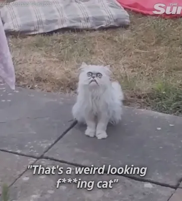 Странный кот-стиляга с высунутым языком стал настоящей звездой соцсетей —  Курьезы