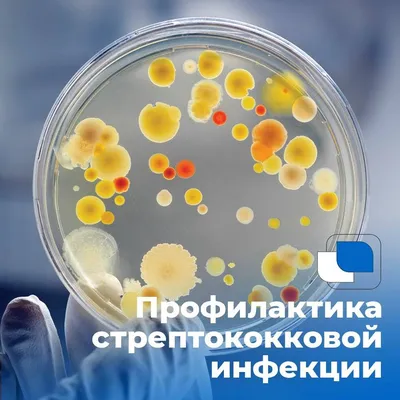 Поставка на завод 10% Spectinomycin +5% Линкомицин инъекция для собак  Ветеринария Препарат с GMP - Китай Ветеринарная медицина, инъекция скота