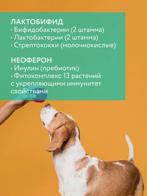 Вольерный или питомнический кашель у собак