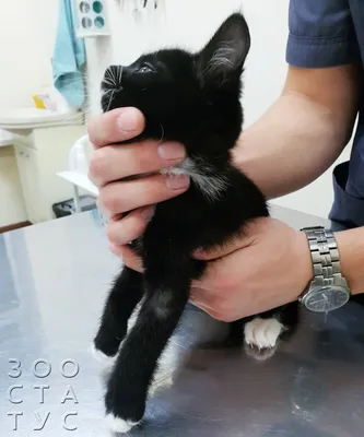 Лишай у кошек и котов — лечение в Москве, цена на услуги ветеринара в  клинике \"Амикус ВЕТ\"