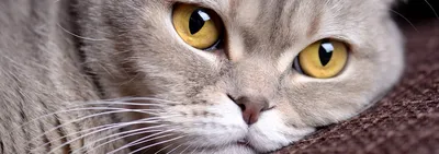 Дерматомикоз у кошек (стригущий лишай) | ВКонтакте
