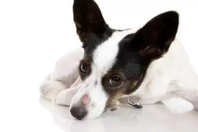 Признаки и способы лечения подкожного клеща у собак | Zoohub