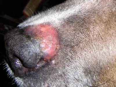 Лечение лишая у собаки — как и чем лечить стригущий и розовый лишай в  домашних условиях - Зоомагазин MasterZoo