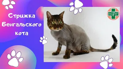 Найдена кошка Стриженный кот, Проспект Мира 97, Москва | Pet911.ru
