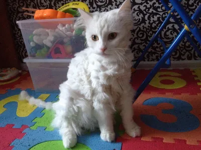 Просто стриженный кот | Пикабу