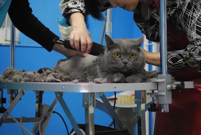 Смешной стриженый кот с татуировками…» — создано в Шедевруме