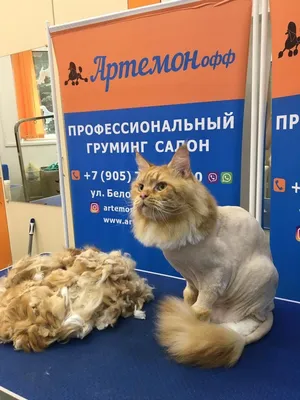 Стрижка кошки и груминг в Москве от 1300 рублей