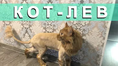 Услуги груминг-салонов для животных Стрижка кошек - «мини-лев в доме)) наш  бритый сибиряк)» | отзывы