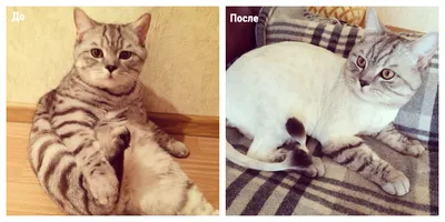 Стрижка кошек, груминг кота г. Москва