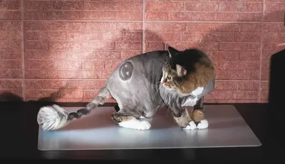 Услуги груминг-салонов для животных Стрижка кошек - «Груминг пожилой кошки.  Нюансы стрижки для питомца с астмой.» | отзывы