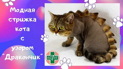Гигиеническая стрижка кошки в Киеве (Березняки)