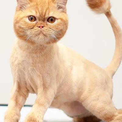 Стрижка котов | Artemon – салон для животных в Твери