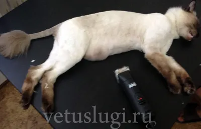 Стрижка собак и кошек - Барин Вет - Ветеринарный центр в Марьино