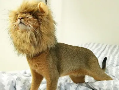 Ходячий мем: льва из китайского зоопарка высмеяли за стрижку маллет.  Вспоминаем, у кого из звезд была такая же