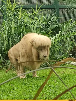 Стрижка львица на длинные волосы (57 фото)