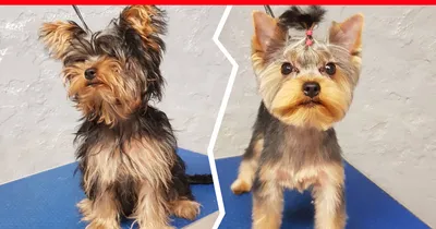 Как выглядят собаки после стрижки, фото до и после грумера - 22 мая 2020 -  72.ru