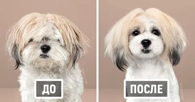 Фотограф показала собак до и после стрижки в японском стиле, и каждая из  них стала яркой личностью