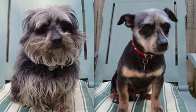 Собаки до и после стрижки (50 фото) » Триникси