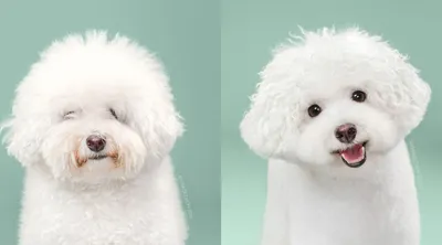 Очаровательные фотографии собак до и после стрижки