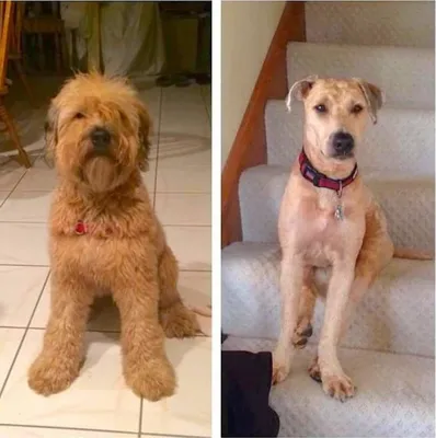 Собаки до и после стрижки