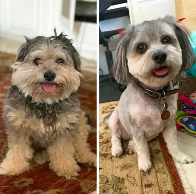 Стрижка собак: до и после