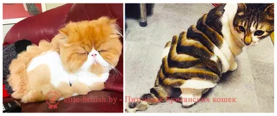 Модные стрижки котов - картинки и фото koshka.top