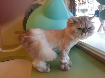 Гигиеническая и модельная стрижка кошек (котов) в ARCHIBALD