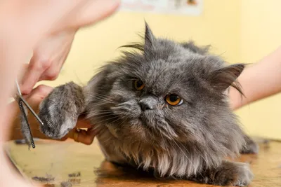 Стрижка (груминг) кошек - нужно и можно ли стричь котов
