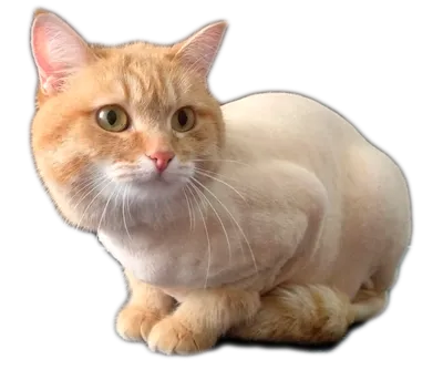 Услуги груминг-салонов для животных Стрижка кошек - «Лысокот Маруся  приветствует вас в этом отзыве. После стрижки кошка стала ласковее и  добрее. » | отзывы