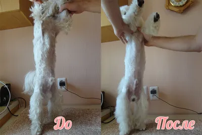 Как самостоятельно подстричь Чихуахуа | 6 фактов о собаках - YouTube