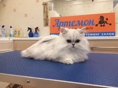 Стрижка персидского кота Москва