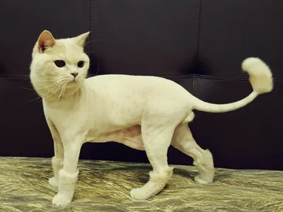 Правильный уход за персидским котом