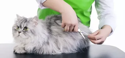 Стрижка кошки: как правильно подстричь и какую прическу выбрать