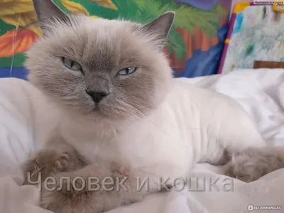 Стрижка длинношёрстных кошек в Киеве, цена на груминг