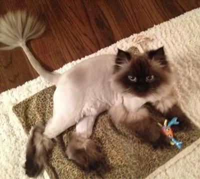 Услуги груминг-салонов для животных Стрижка кошек - «Пожалейте свою  кошку-подстригите ее! После 5 лет стрижки кошки. Все плюсы процедуры.» |  отзывы