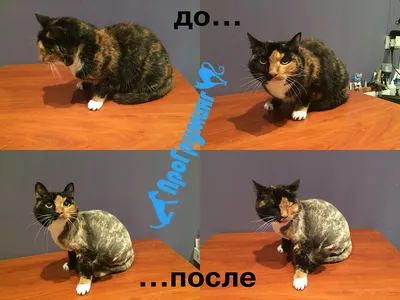 Стрижка пушистых котов - картинки и фото koshka.top