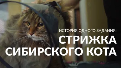 Стрижка пушистых котов в Москве — 489 ветеринаров, 474 отзыва на Профи